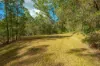 579 Woondum Road, Mothar Mountain, Qld 4570-Image