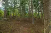 579 Woondum Road, Mothar Mountain, Qld 4570-Image