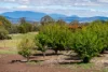 587 Arthur Highway, Forcett, Tas 7173-Image