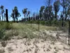 589 Orchard Road, Tara, Qld 4421-Image