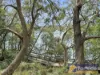 59 James Scott Crescent, Lemon Tree Passage, NSW 2319-Image