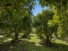 5943 tweed valley way, Mooball, NSW 2483-Image