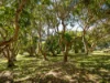 5943 tweed valley way, Mooball, NSW 2483-Image