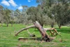 596 Forreston Road, Forreston, SA 5233-Image