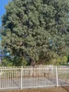 6 Anne Street, Moree, NSW 2400-Image