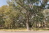 6 Breen Street, Casey, ACT 2913-Image