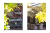 6 Callemondah Close, Narrawallee, NSW 2539-Image