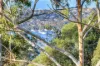6 Currawang Street, Cammeray, NSW 2062-Image