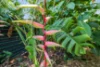 6 Edgecumbe Court, Gray, NT 0830-Image