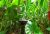 6 Edgecumbe Court, Gray, NT 0830-Image