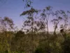 6 Esperanto Court, Kearneys Spring, Qld 4350-Image
