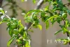 6 Georgia Street, Hocking, WA 6065-Image