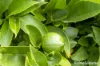 6 Hall Street, Campania, Tas 7026-Image