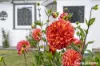 6 Hall Street, Campania, Tas 7026-Image