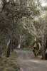 6 Illowra Lane, Hyams Beach, NSW 2540-Image