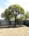 6 Medley Terrace, Wudinna, SA 5652-Image