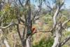6 Redwood Avenue, Berowra, NSW 2081-Image