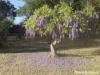 60 Croziers Road, Jaspers Brush, NSW 2535-Image