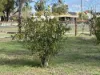 60 East Street, Clifton, Qld 4361-Image