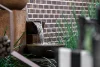 60 Golflinks Avenue, West Wodonga, Vic 3690-Image
