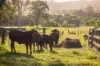 60 Ironstone Creek Road, Tuchekoi, Qld 4570-Image