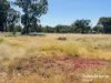 60 Mcphie Street, Roma, Qld 4455-Image