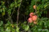60 Pioneer Drive, Mole Creek, Tas 7304-Image