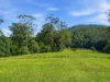 61-61a Convincing Ground Road, Karangi, NSW 2450-Image