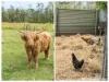 61 Cornfield Parade, Fishermans Paradise, NSW 2539-Image