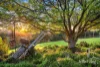 61 Garnook Grove, Badger Creek, Vic 3777-Image