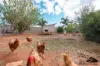 61 Honeysuckle Boulevard, Woorree, WA 6530-Image