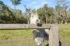 61 Oxford Street, Bidwill, Qld 4650-Image