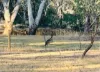 610 Axe Creek Road, Axe Creek, Vic 3551-Image