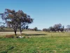 612 Springfield Lane, Gulgong, NSW 2852-Image