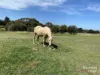 619 Back Beach Road, Ventnor, Vic 3922-Image