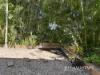 62 Cedarleigh Road, Kenmore, Qld 4069-Image