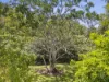 62 Greenoak Road, Kandanga, Qld 4570-Image