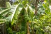 62 Kinmond Creek Road, Cootharaba, Qld 4565-Image