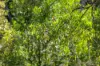 62 Old Mill Road, Carters Ridge, Qld 4563-Image