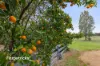 62 Rosevale Drive, Lake Albert, NSW 2650-Image
