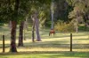 62 Vores Road, Whiteside, Qld 4503-Image