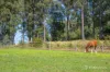 620 Thonemans Road, Hoddles Creek, Vic 3139-Image