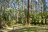 620 Thonemans Road, Hoddles Creek, Vic 3139-Image