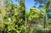 63-65 Drover Crescent, Flagstone, Qld 4280-Image