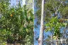63-65 Drover Crescent, Flagstone, Qld 4280-Image