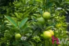 63 Gloucester Street, Grovedale, Vic 3216-Image