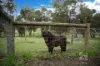 635 Brown Road, Officer, Vic 3809-Image
