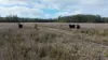 638 collombatti Road, Collombatti, NSW 2440-Image