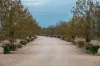 64 Loveday Road, Barmera, SA 5345-Image