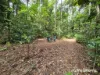 64 Silver Ash Road COW BAY, Daintree, Qld 4873-Image